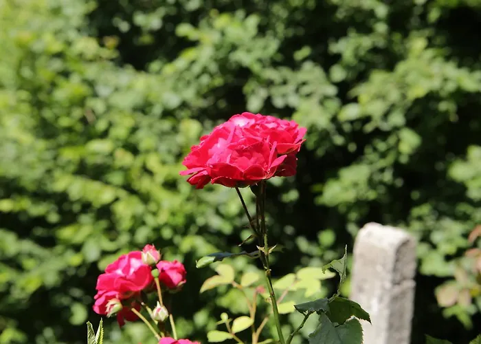 Family Valchanovata Kashta Gasthuis Fotinovo